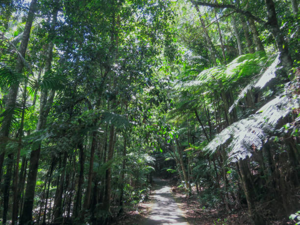 istock trees in the rain forest tropical jungle 1091932240