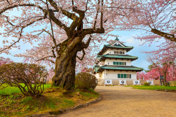 Hirosaki, Japan - April 23 2018: Sakura - Cherry Blossom full bloom at Hirosaki castle in Hirosaki park, one of the most beautiful sakura spot in Tohoku region and Japan