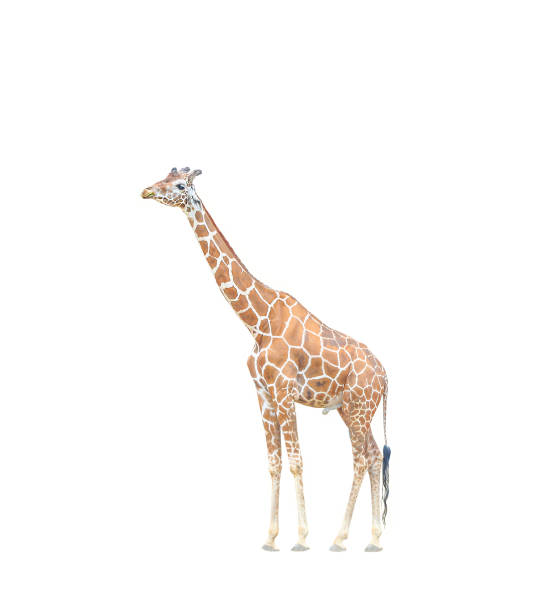 istock Big giraffe chewing the grass isolated on white background 1091936146