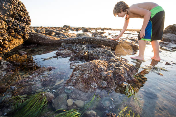 istock Sea creatures in tide pool with exploring child 1091936916