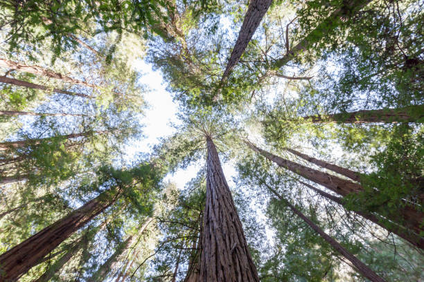 istock Redwood trees in Muir Woods National Monument 1091940576