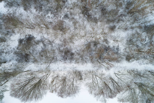 istock Aerial View of Winter Trees 1091940840