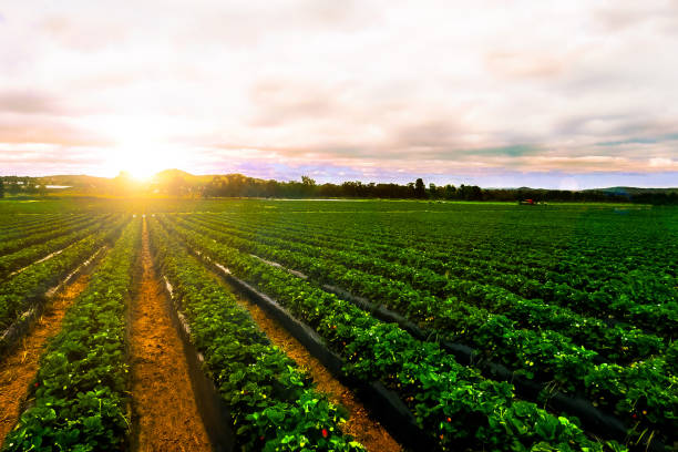 finca amanecer fresa paisaje agrícola agricultura - granja fotografías e imágenes de stock