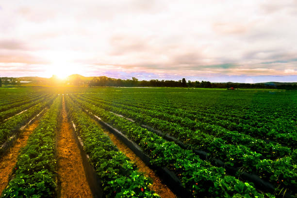 sunrise strawberry farm landscape agricultural agriculture - strawberry plant imagens e fotografias de stock