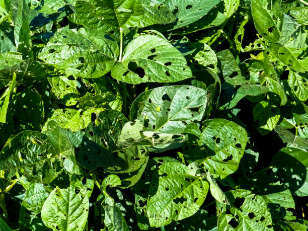 a worm eating the leaf of soy plant - bordered imagens e fotografias de stock