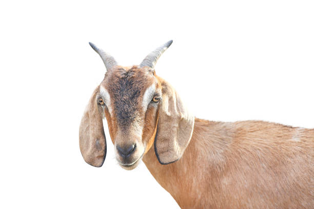 istock Brown goat head standing and looking at camera isolated on white background ,apra aegagrus hircus relaxed time 1091951654
