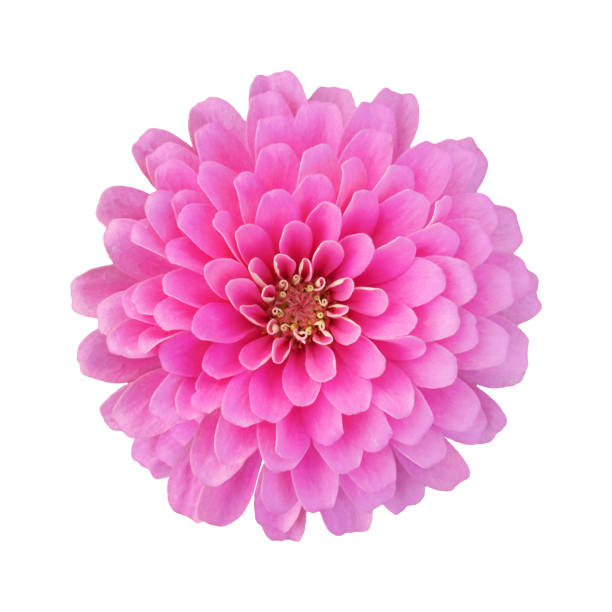 istock beautiful pink zinnia isolated on white background with clipping path 1091954044