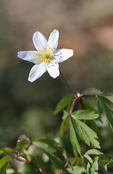 istock Anemone Nemorosa 109198023