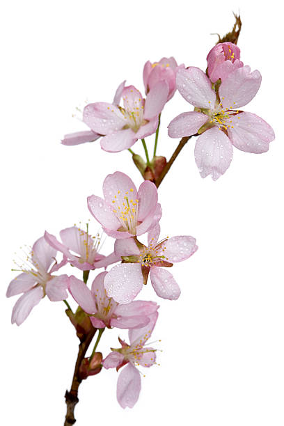 사전트 체리 지사 꽃 (prunus sargentii - spring vertical cherry blossom color image 뉴스 사진 이미지