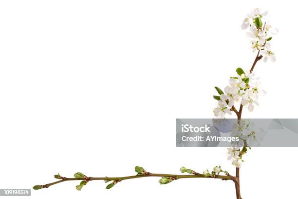 Fiori Di Prugna Prunus - Fotografie stock e altre immagini di Fiore - Fiore, Incorniciatura, Sfondo bianco