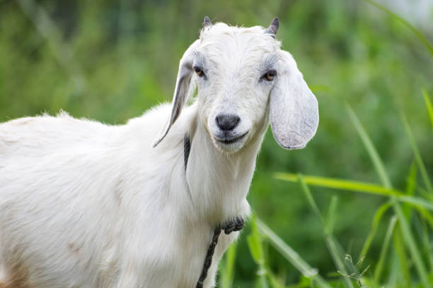 istock Young cute white goat portrait 1091990448