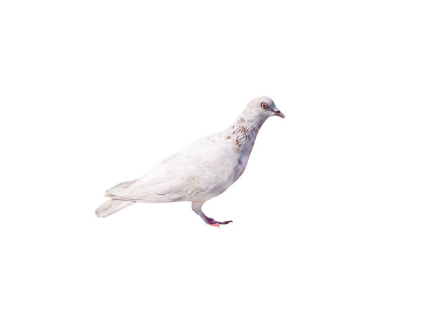 istock White pigeon with brown striped isolated on white background with clipping path 1091993526