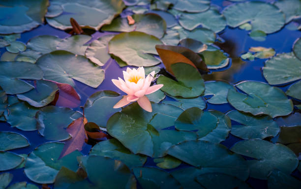 lily lotus est un symbole de la nature féminine, de féminité, de la santé des femmes et de longévité, de l’esprit pur, il a une odeur douce et est utilisé en parfumerie et dans le cadre d’un aménagement paysager en étang à nénuphars, étang  - pond water lily water drop photos et images de collection