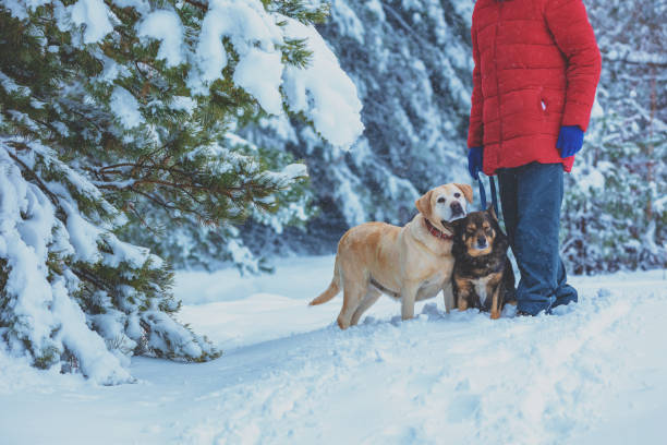 istock Man with two dogs walking in snowy forest in winter 1091999020