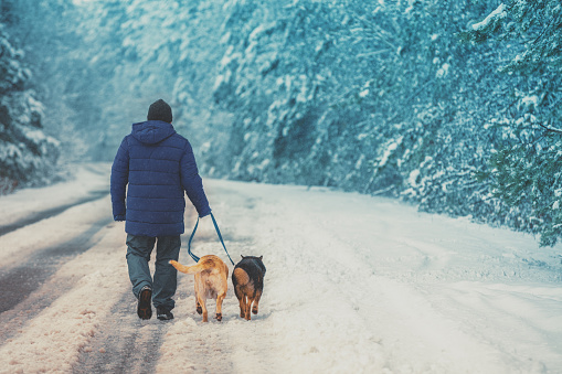 Man with two dogs walking on snowy country road in winter.