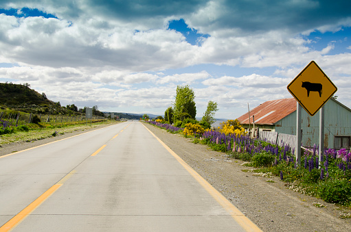 A cow crossing sign is adorned by lupine flowers, which decorate most of the roads in Patagonia.