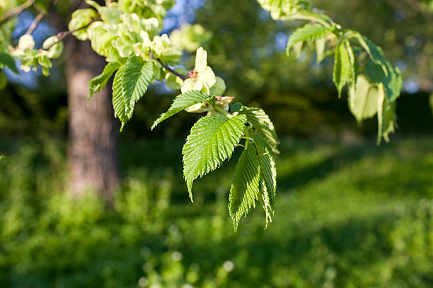 Elm tree in spring Close up of young leaves and seed pods. In aRGB color for beautiful prints. elm tree stock pictures, royalty-free photos & images
