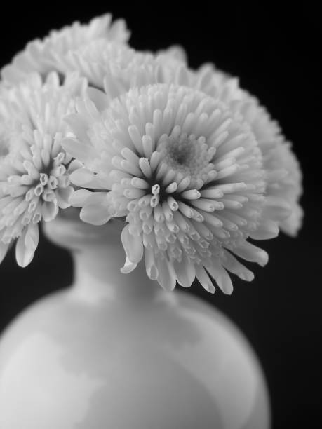 istock white flowers in vase on black background 1092004762