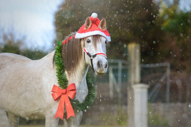 wesołych świąt z mojego konia! - navidad zdjęcia i obrazy z banku zdjęć