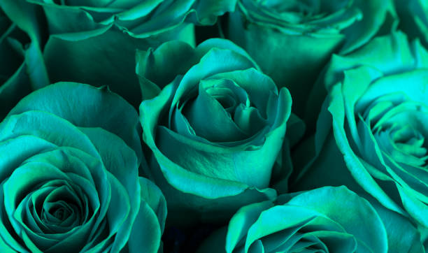 A Close Up View of Teal Roses