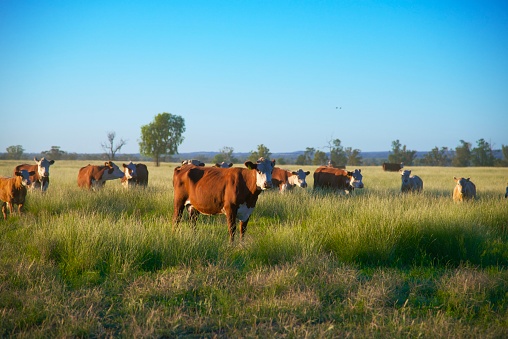 Hereford Grass fed beef cattle heifers in pasture