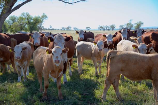 istock Grass fed beef cattle calves on the morning light 1092011576