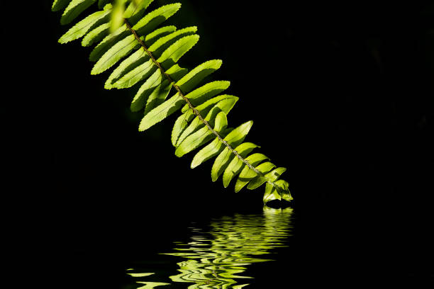 Close up fern leaf reflection on water with black background.