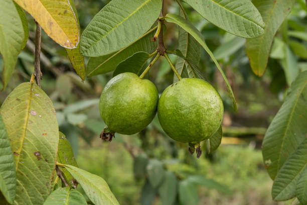 Green Guava with leaves on tree. (Psidium guajava Linn.)