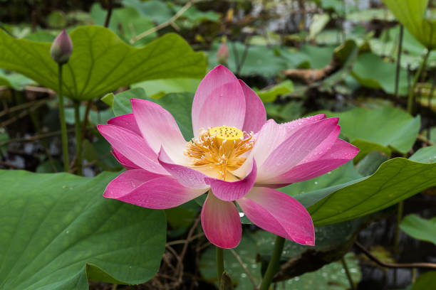 istock Close up pink lotus flower are blooming. 1092016172