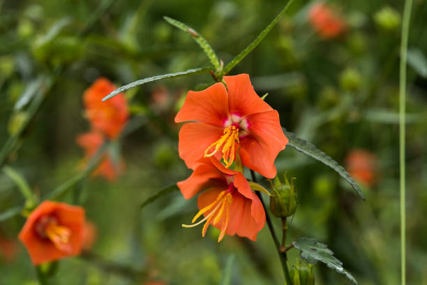 istock Orange Pentapetes phoenicea flower. 1092016230