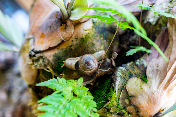 big snail in shell crawling on road, summer day in garden - 13584 imagens e fotografias de stock