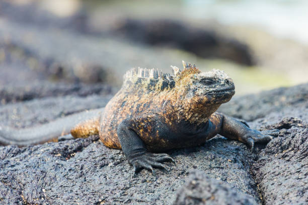 istock Marine Iguana in Isabela Island 1092018472
