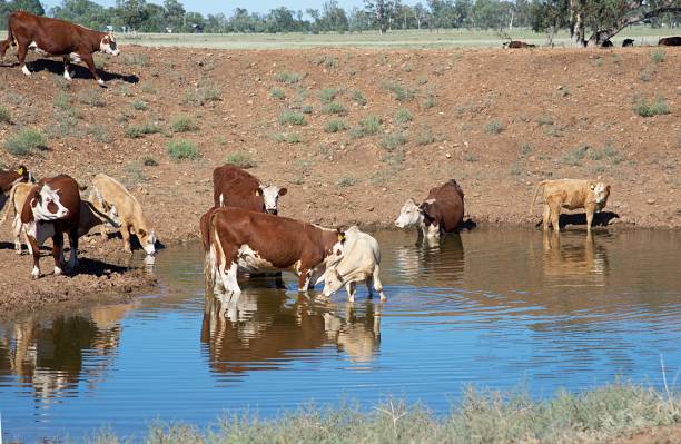 istock Grass fed beef cattle hereford heifers drinking in a dam during drought. 1092018568