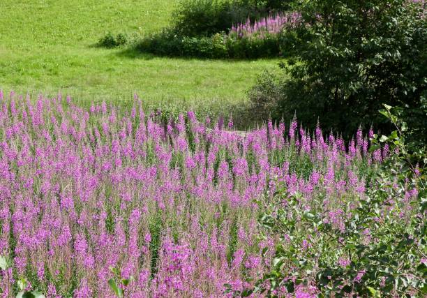 A field of fireweed in Norway in the summertime