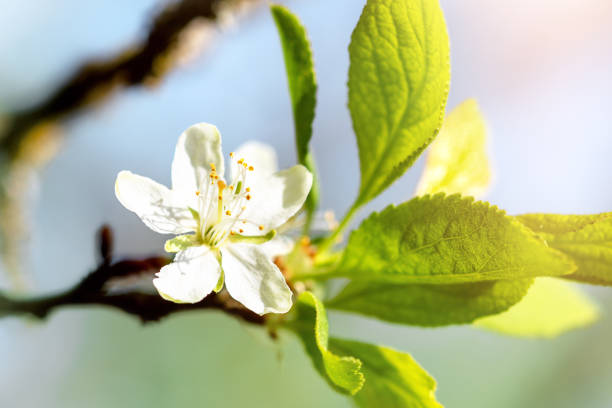 istock Apple tree blossom on a branch with leaves, spring time background with sunshine 1092026430