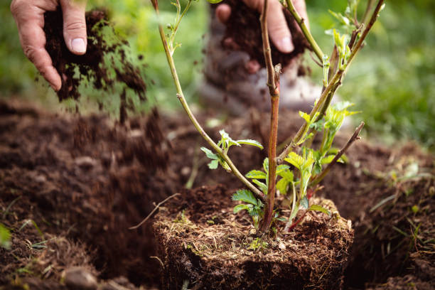 male gardener mulching a planting blackberry, gardening and garden care of plants - blackberry bush plant berry fruit imagens e fotografias de stock