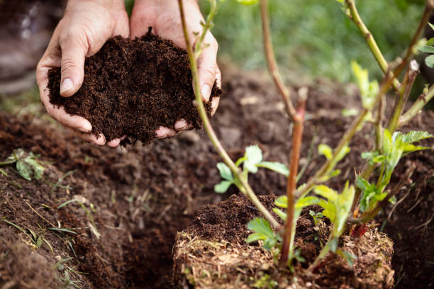 primer plano, manos masculinas con suelo humus o mantillo, blackberry planta al lado de - lucha contra la erosión fotografías e imágenes de stock