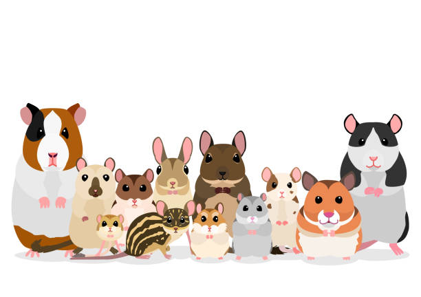 ペット齧歯動物のグループ - mouse gerbil standing hamster点のイラスト素材／クリップアート素材／マンガ素材／アイコン素材