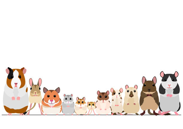 ilustrações, clipart, desenhos animados e ícones de fronteira de roedores de estimação - mouse gerbil standing hamster