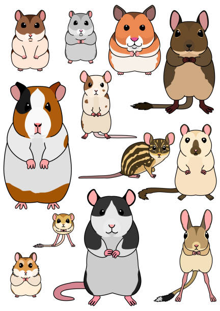 kolekcja gryzoni domowych - mouse gerbil standing hamster stock illustrations