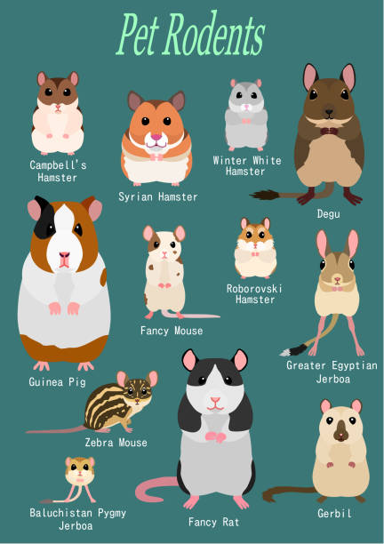 ilustraciones, imágenes clip art, dibujos animados e iconos de stock de colección de roedores mascotas - gerbil
