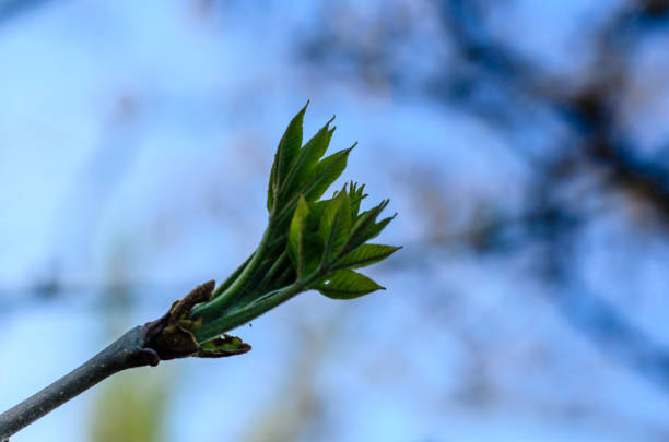 istock First leaves on a branch of the tree 1092031858