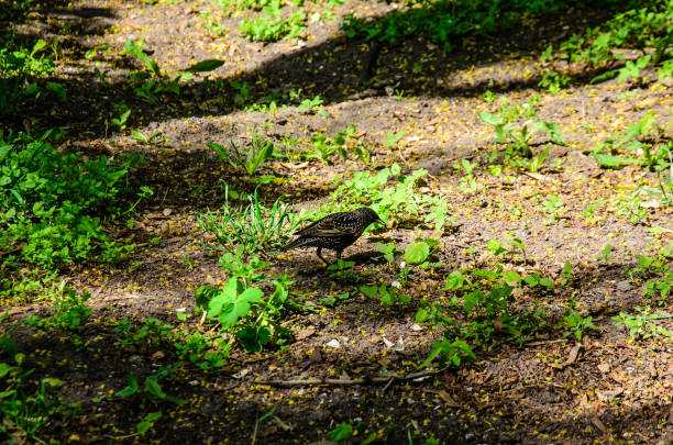 sollamento comune in cerca di cibo su un terreno - flock of birds bird common blackbird herd foto e immagini stock