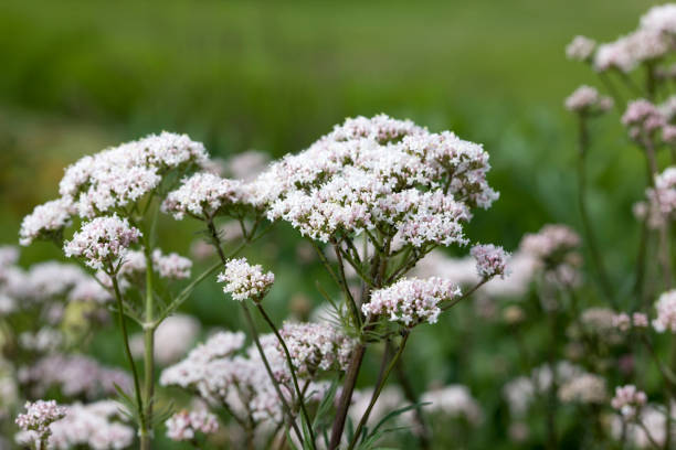 ヴァレリアン根本原因の花（valeriana officinalis - valerian ストックフォトと画像