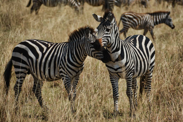 istock Two zebras nuzzling in the Serengeti 1092036476
