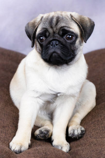 istock pug puppy portrait 1092038522