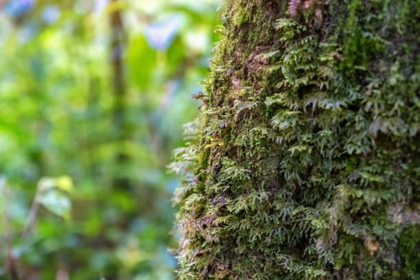 istock moss growing on the tree in rainforest woods 1092038608