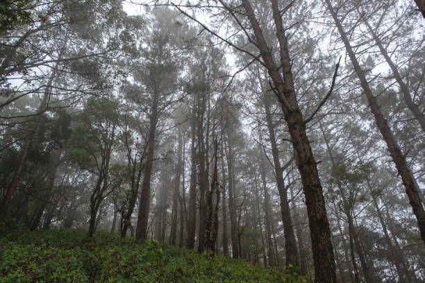 istock greenery rainforest on foggy day 1092038670