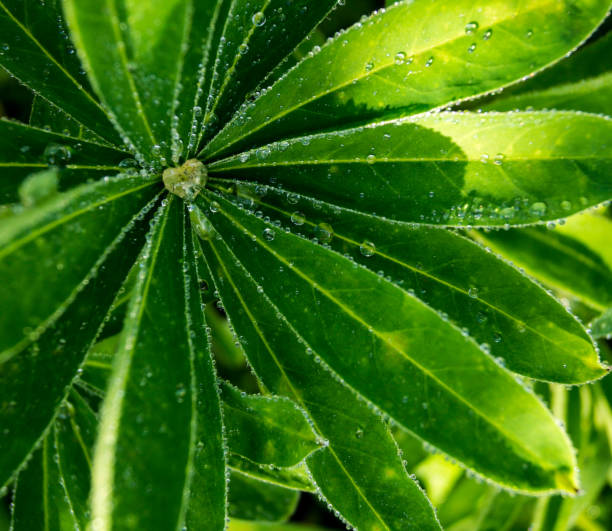 dew in the form of heart on grass leaves dew in the form of heart on grass leaves роса stock pictures, royalty-free photos & images