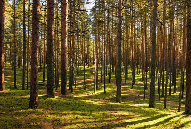 close formation of pines in the forest against the background of a bright green grass close formation of pines in the forest against the background of a bright green grass красота stock pictures, royalty-free photos & images